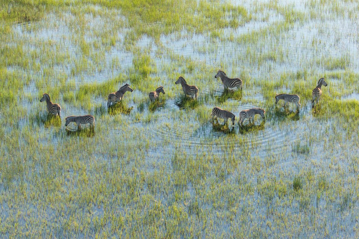 4 Bwana’s on a stroll