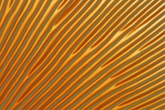 Plaatjes_paddenstoel