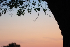 PJ_200423_2627