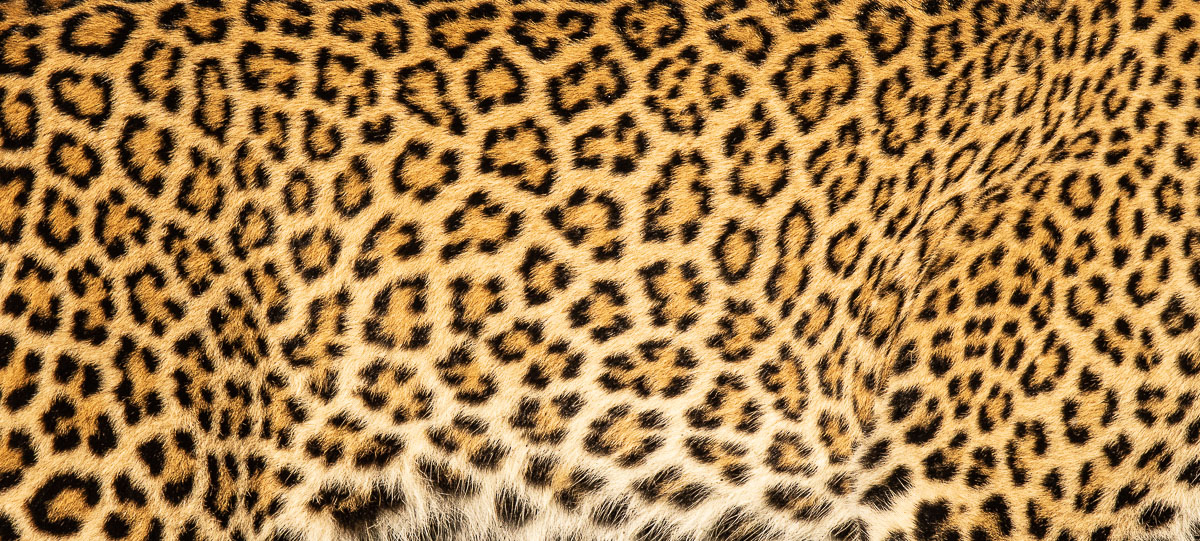 A taste of Africa